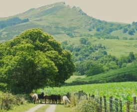 French Basque Country with Horses